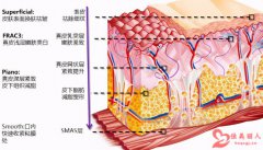 欧洲之星是做什么的 有什么样的效果